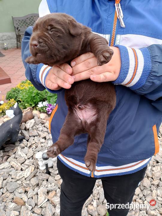 Szczeniaki Labrador Retriever Odolanów sprzedam