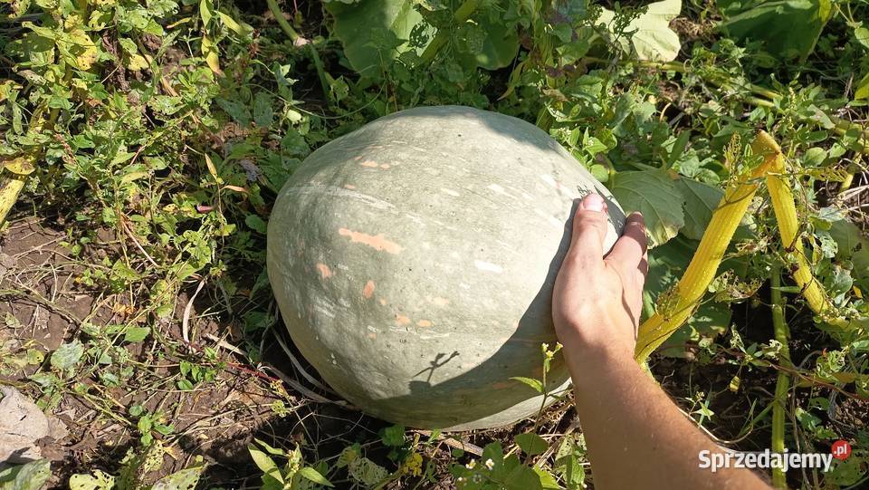 Dynia bez oprysków i nawozów Nelson Halloween Kołaczyce