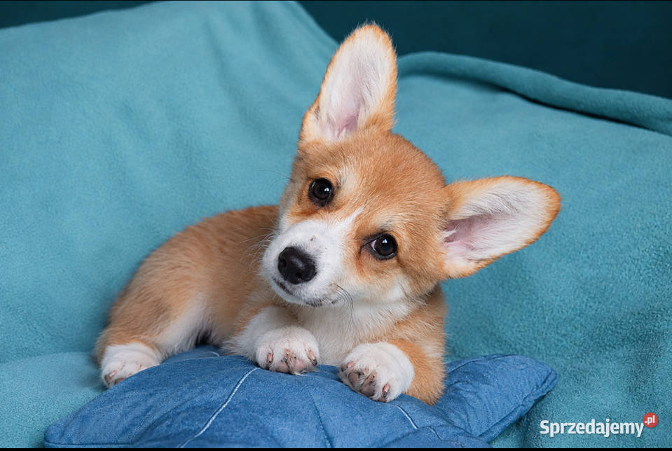 Welsh Corgi Pembroke Dziewczynka Kraków