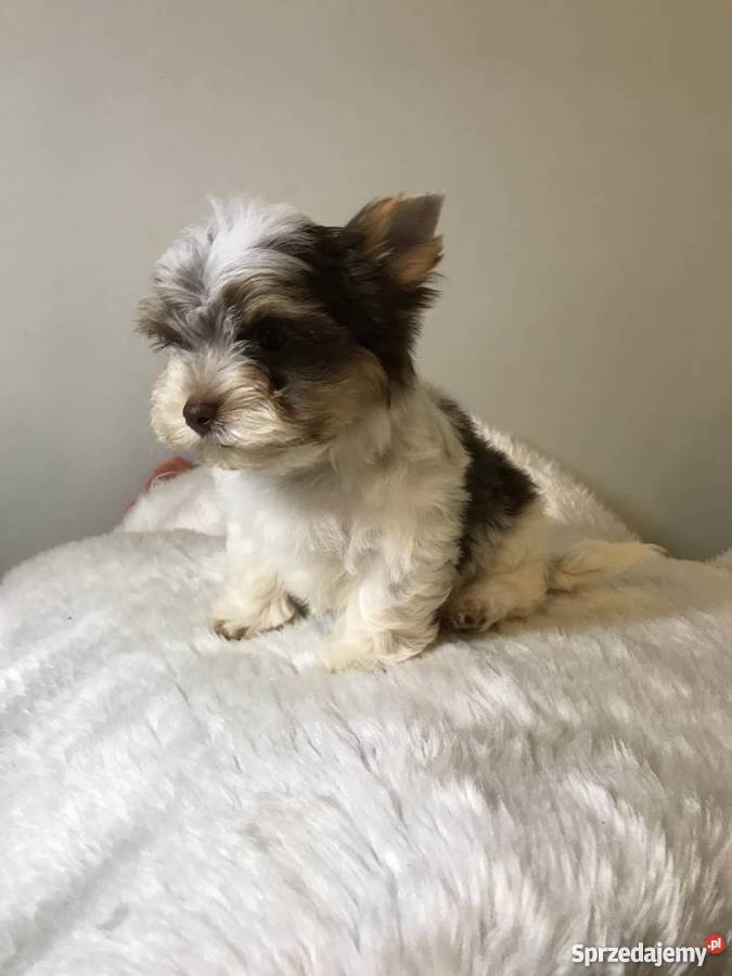 York biro piesek got do odbioru Chojnice