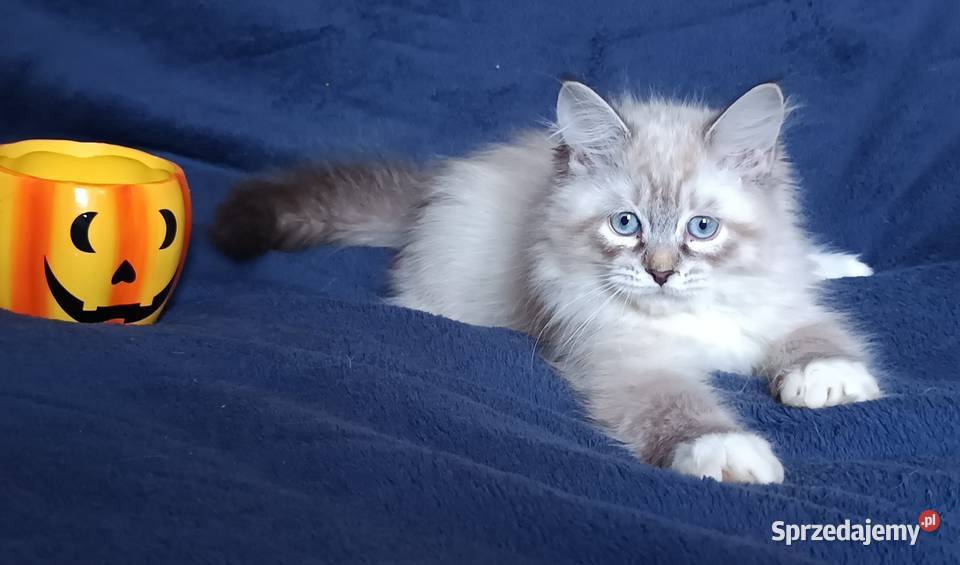 Koty Syberyjskie Neva Masquerade LORD Kwilcz