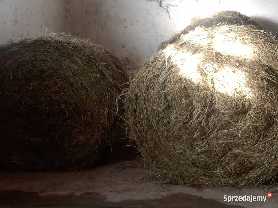 Siano sprzedam 120x120