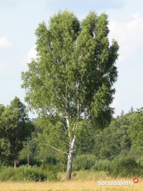 BRZOZA BRODAWKOWATA Betula pendula NASIONA 10000 Lubanie