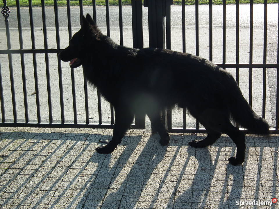 Owczarek Niemiecki Czarny Suczka Warszawa