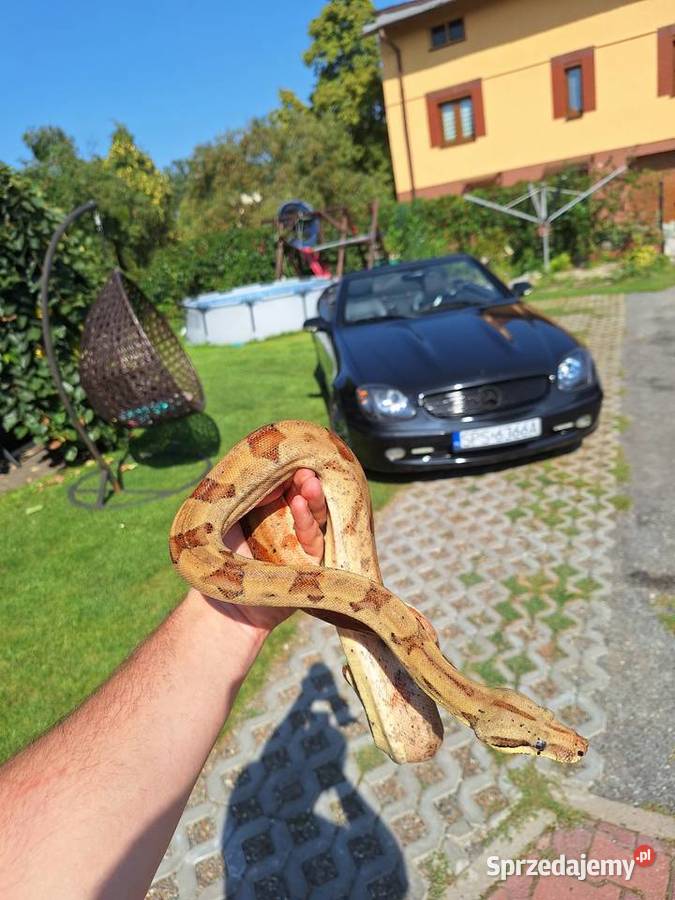 Boa constrictor razem z terrarium Gady i płazy śląskie Pszczyna sprzedam