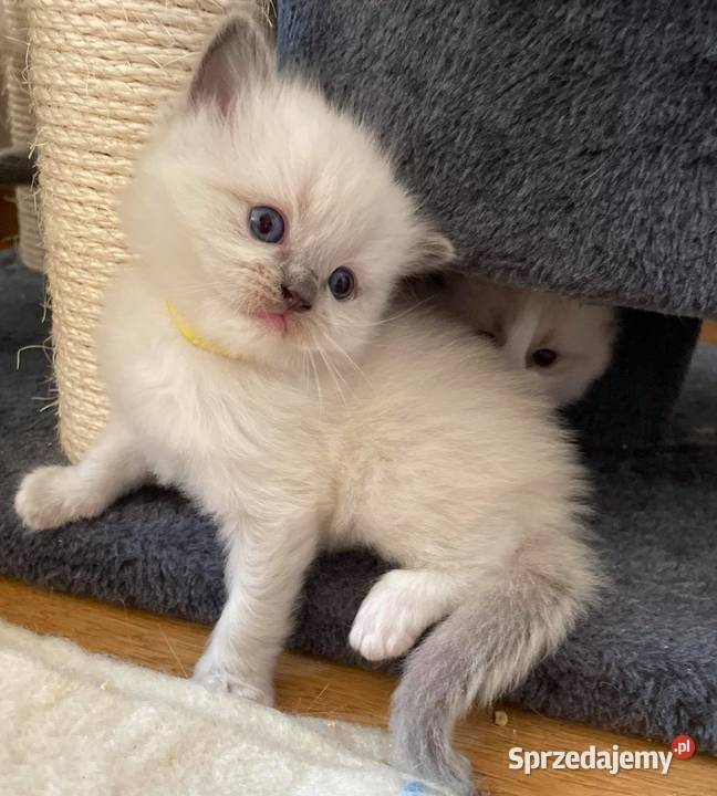 Przepiękne kocięta rasy Ragdoll z rodowodem Warszawa