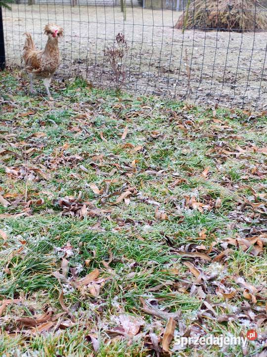 Czubatka wielbłądzia Zduńska Wola