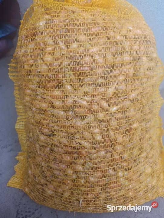 Cebula Dymka Sochaczewska Efekt Solec-Zdrój