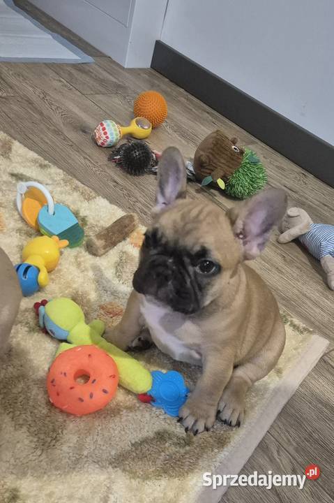 Buldog francuski szczeniaczki łódzkie Czyżeminek