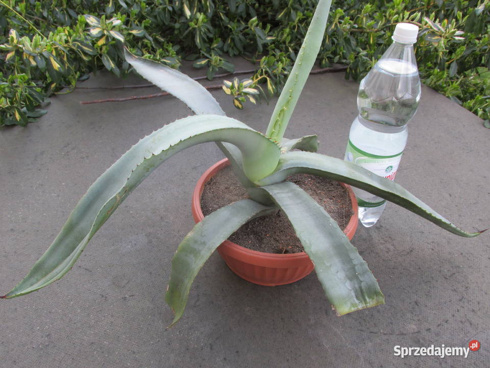 Rzadka agawa kolekcjonerska Agave bovicornuta