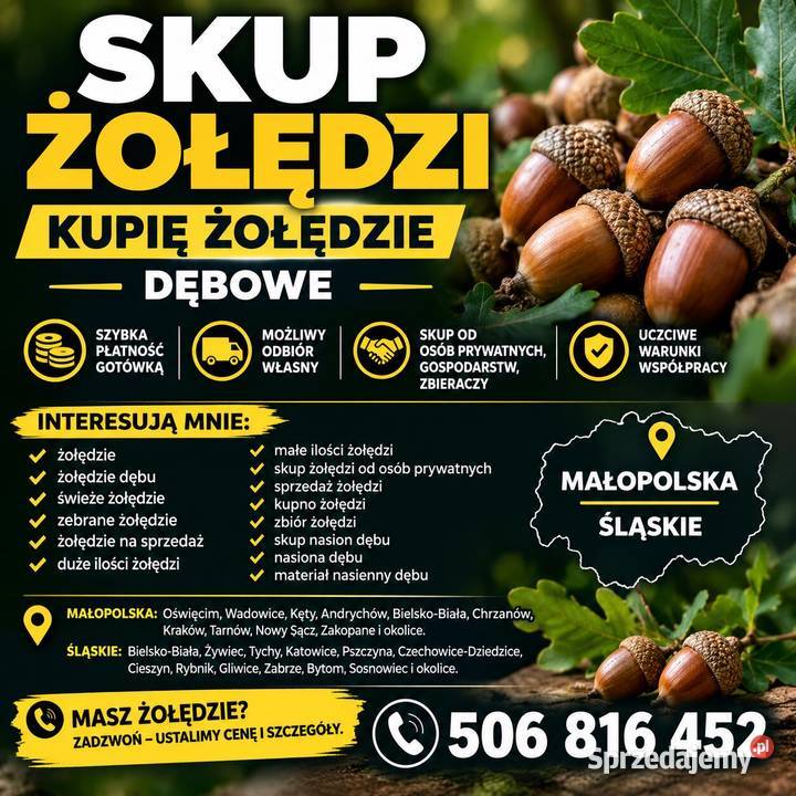 SKUP ŻOŁĘDZI Kupię żołędzie Gotówka Dojazd do Sucha Beskidzka