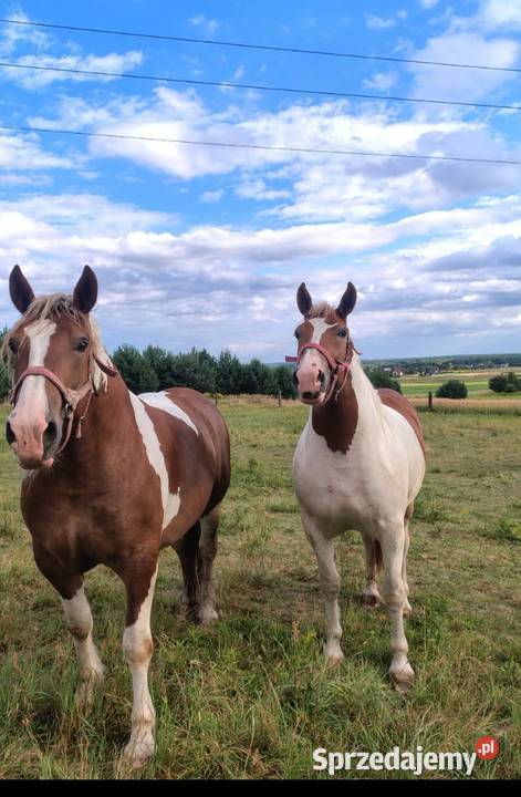 Na sprzedaż śliczna klacz zimnokrwista Kielce