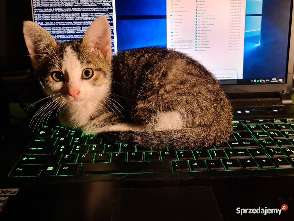 Mały domowy kotek Wilkowice