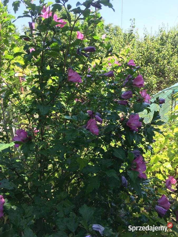 Hibiskus róża syryjska Bydgoszcz