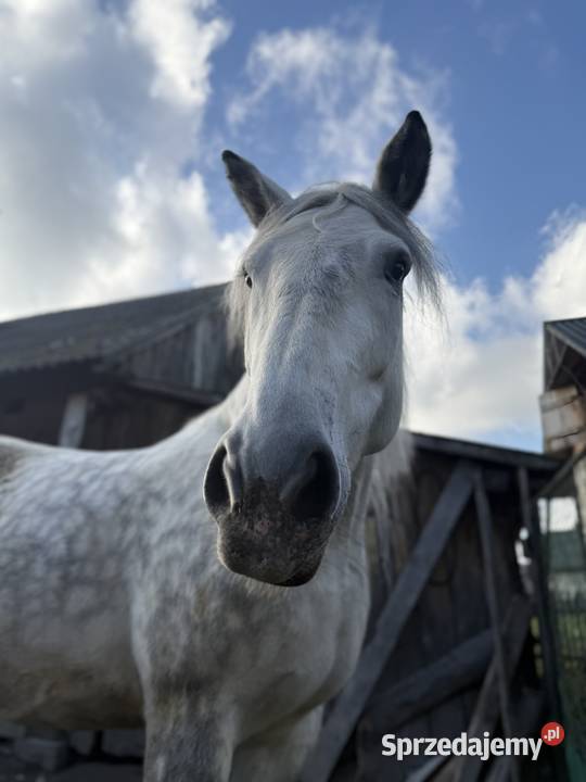 Klacz rasy zimnokrwistej Chomęciska Małe