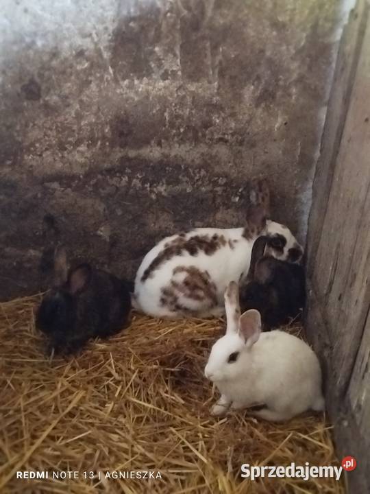 Króliki rasowe i mieszańce Hyżne