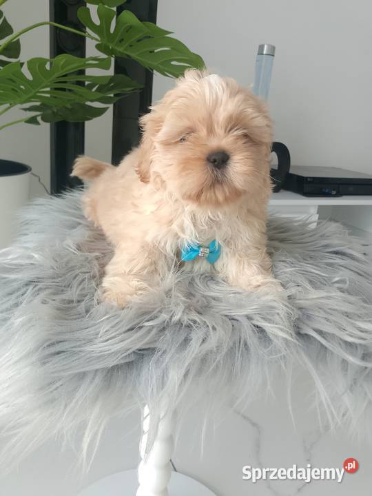 Ostatni piękny piesek Shih Tzu szuka domku