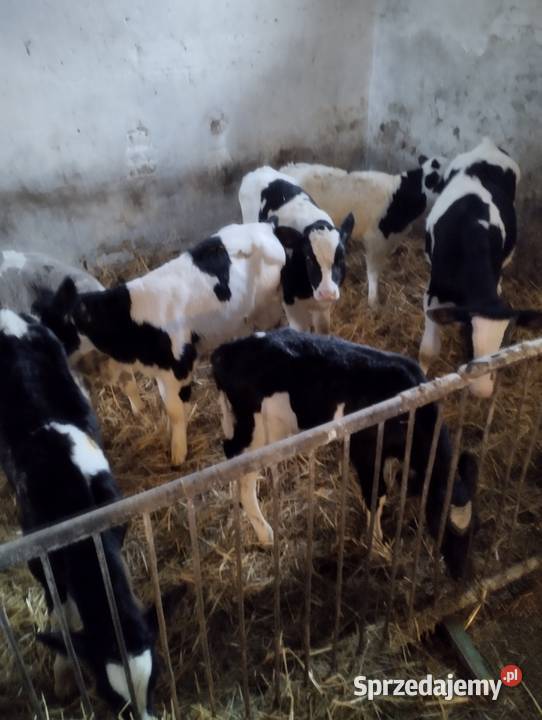 Sprzedam cielaki lubelskie Jabłoń