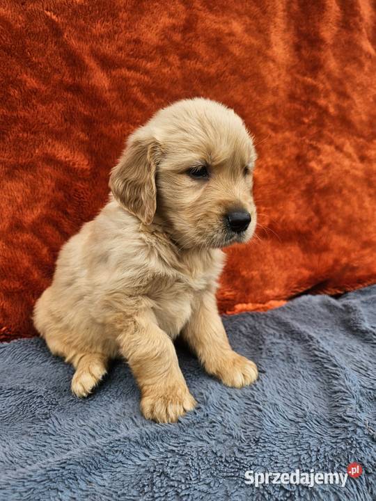 Golden Retriever złoty szczeniak Golden Retriever Polesie