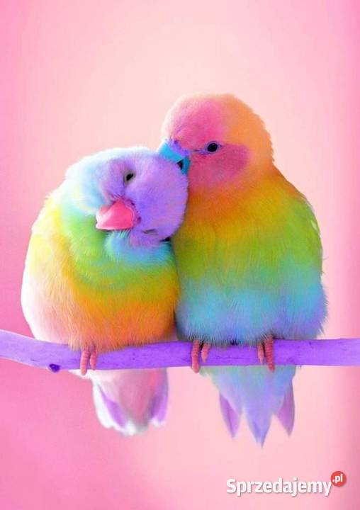 hotel zwierząt 24 h Opieka zwierzat Zabrze