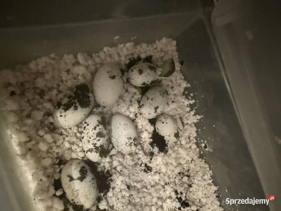 Agama Błotna Physignathus cocincinus