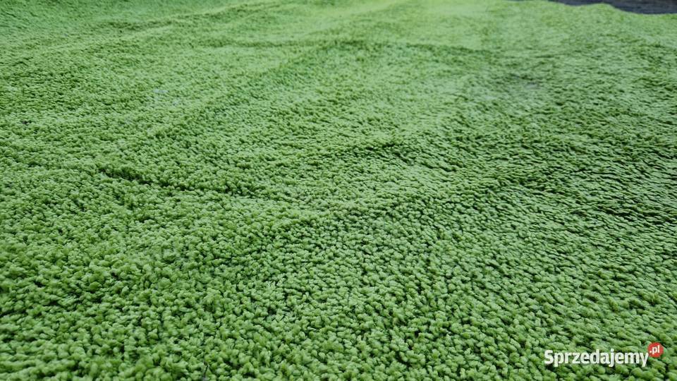 Dywanik okrągły zielony dywan