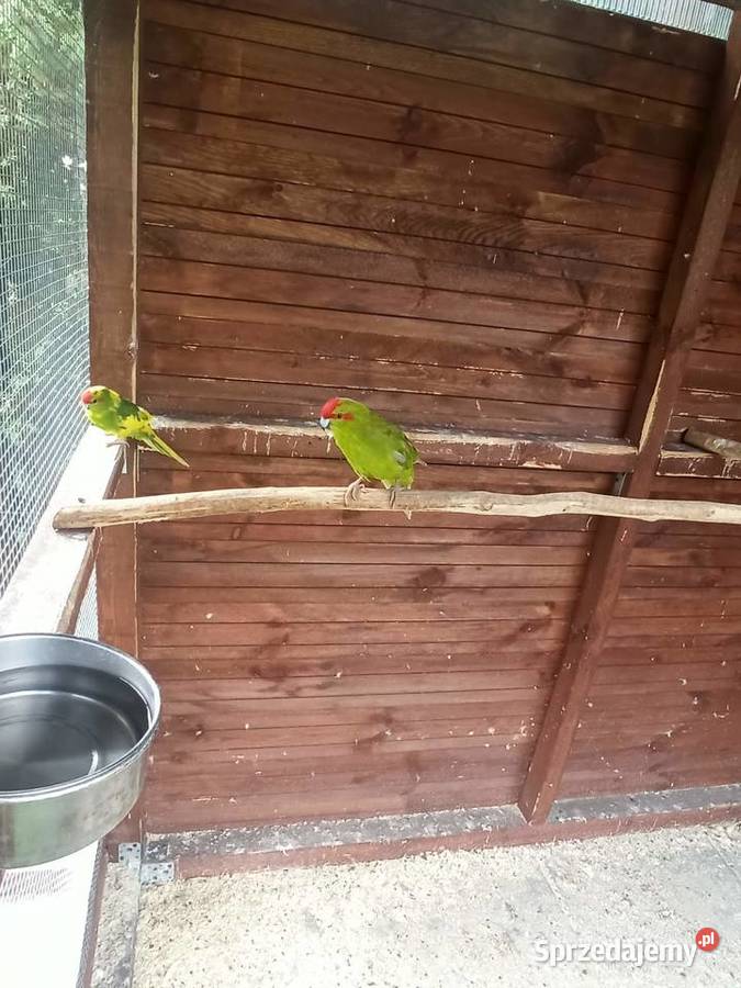 Sprzedam modrolotki Knurów