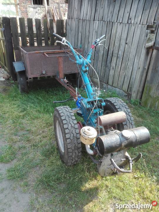 Dzik lubuskie Mirostowice Dolne