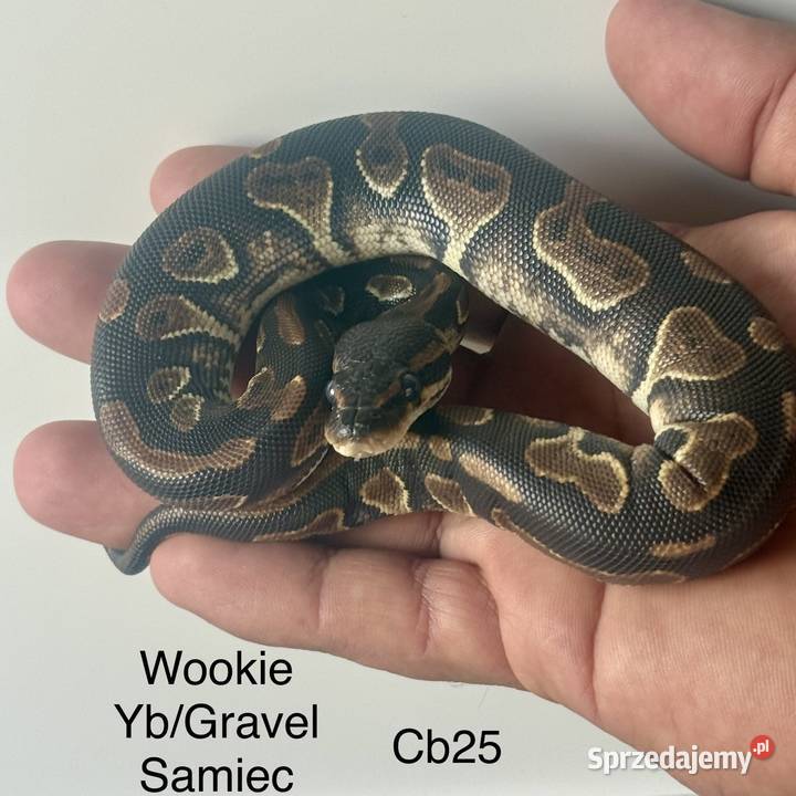 Pyton Królewski cb25 sprzedam