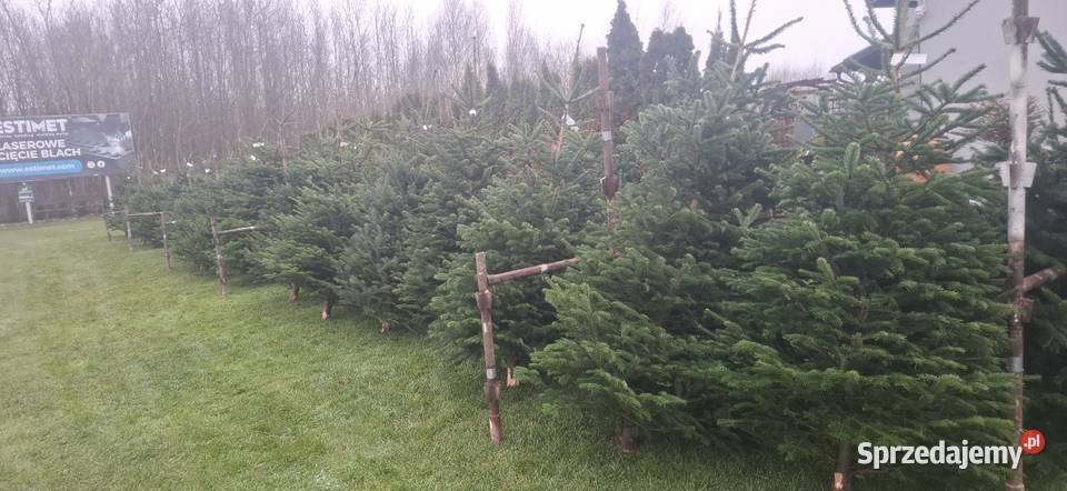 Punkt sprzedaży choinek jodla kaukaska Świerk Kościerska Huta