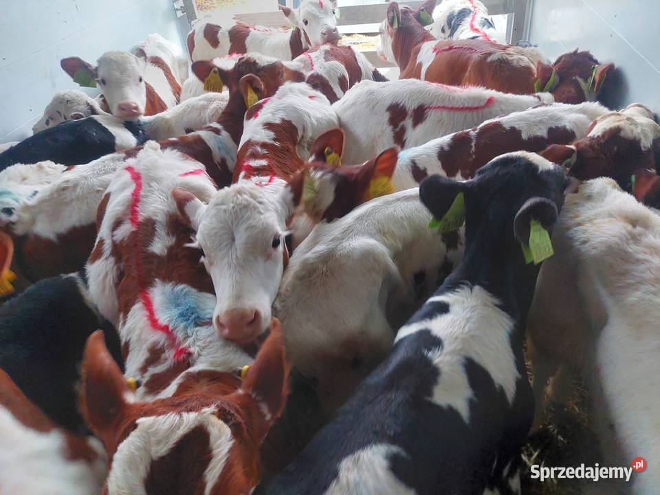 Do sprzedania cielęta łódzkie Łowicz sprzedam