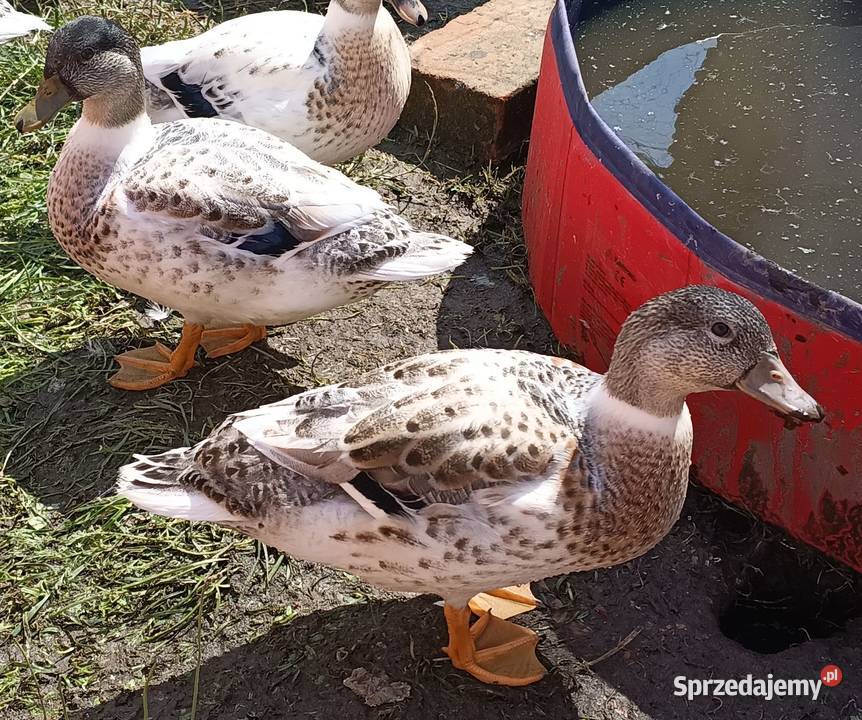 Call duck z wiosny 2026 Komarówka Podlaska