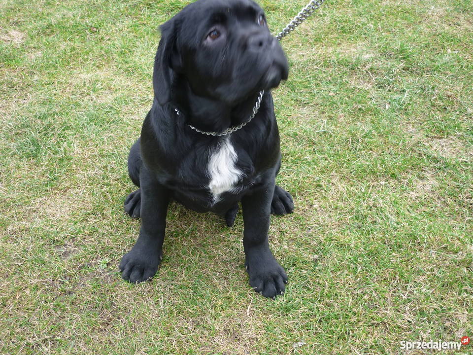 cane corso szczenięta Pleśna