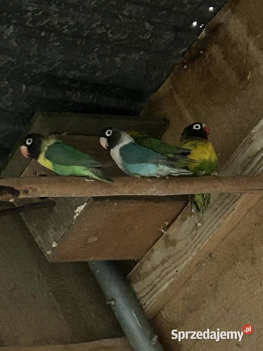 Nierozłączki czarnogłówki czarnogłowe Ptaki Skała