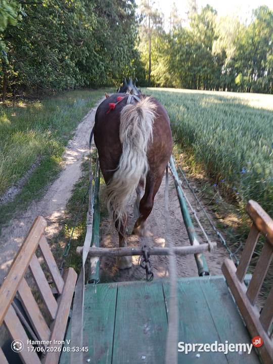 Sprzedam sześcioletnią klacz Pieńki sprzedam
