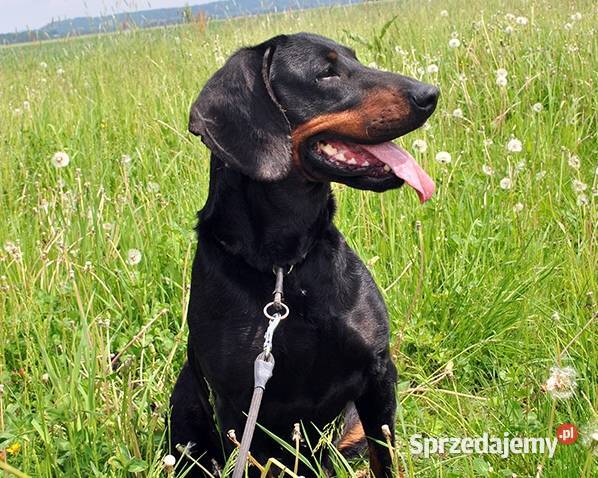 Gończe Polskie reproduktory polujące Pozostałe podkarpackie Posada Jaćmierska sprzedam