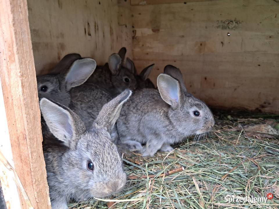 Króliki hodowlane Lublin