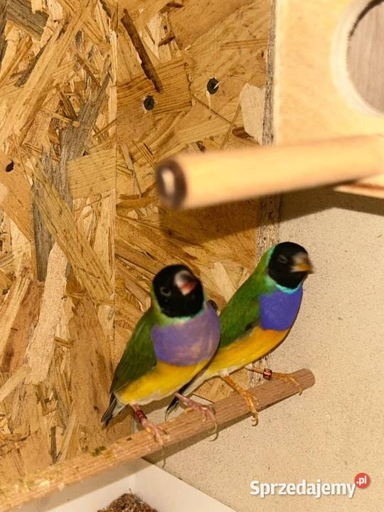 Amadyny Wspaniałe Cianowice