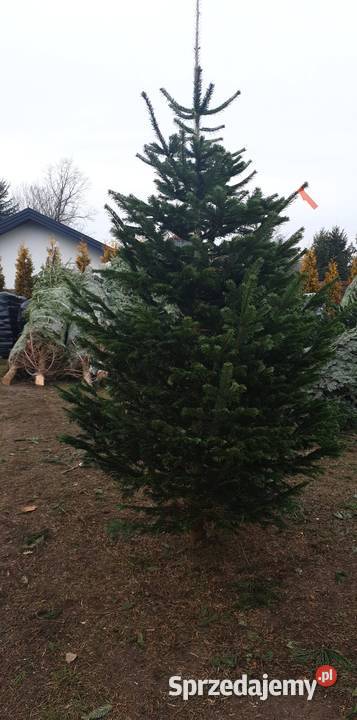 CHOINKI Świerk Jodła donica cięte RYDZYNY Pabianice