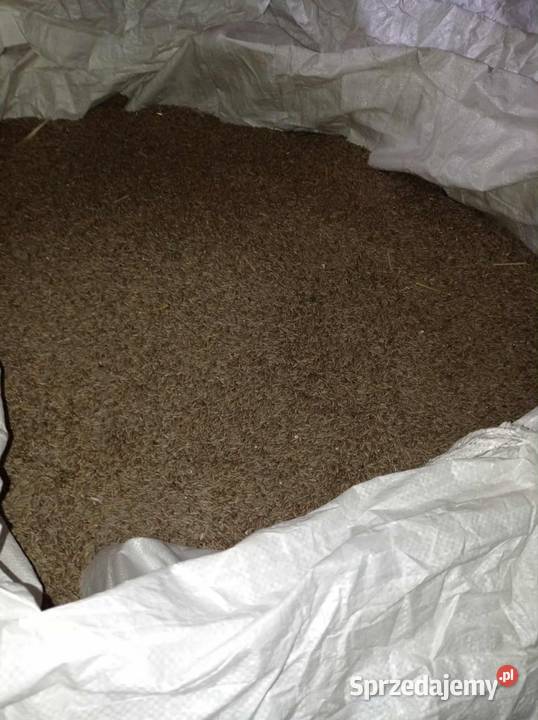 Żyto Rzeczyca Ziemiańska