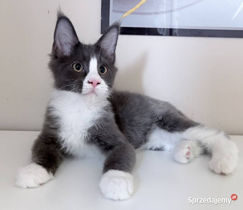 Maine Coon kocięta Wińsko