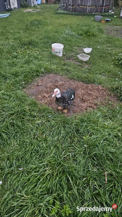 Kaczki Piżmowe Parka Wieszowa