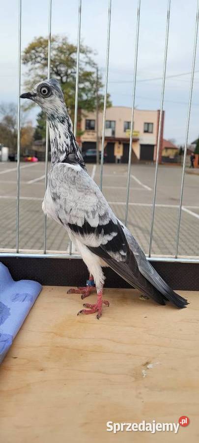 Gołąb Wiedeński lotny szymelka Ptaki sprzedam
