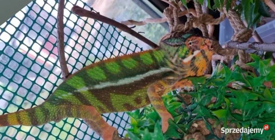 Kameleon lamparci odmiany lokalizacyjnej Sambava Kozy