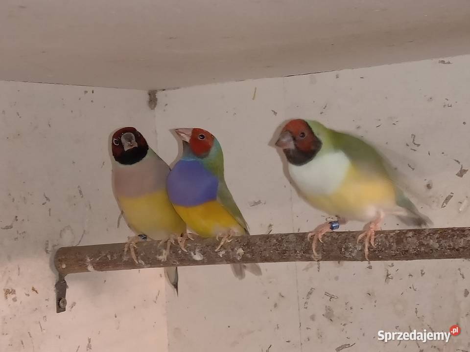 Amadyny Wspaniałe Blachownia sprzedam