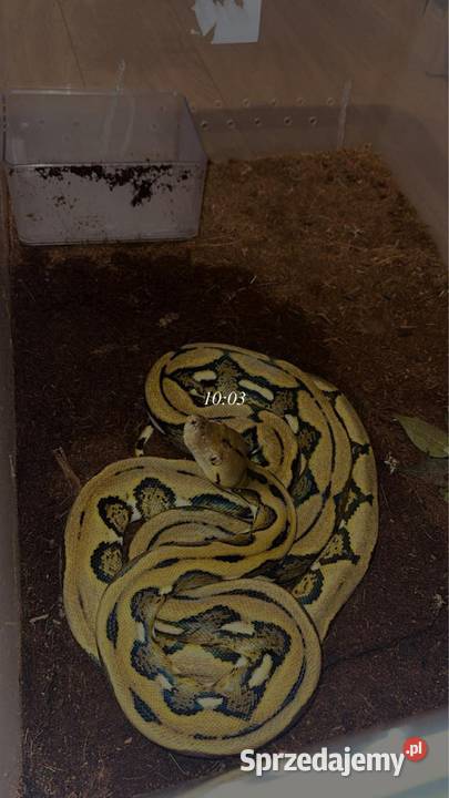 Pyton Siatkowy Samiec 3letni Grudziądz