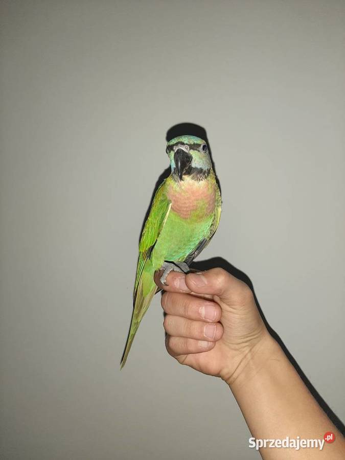 Oswojona papuga aleksandretta różowopierśną Malbork