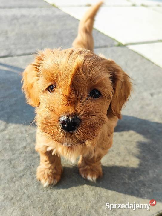 Hawańczyk rodowód FCI Poraj