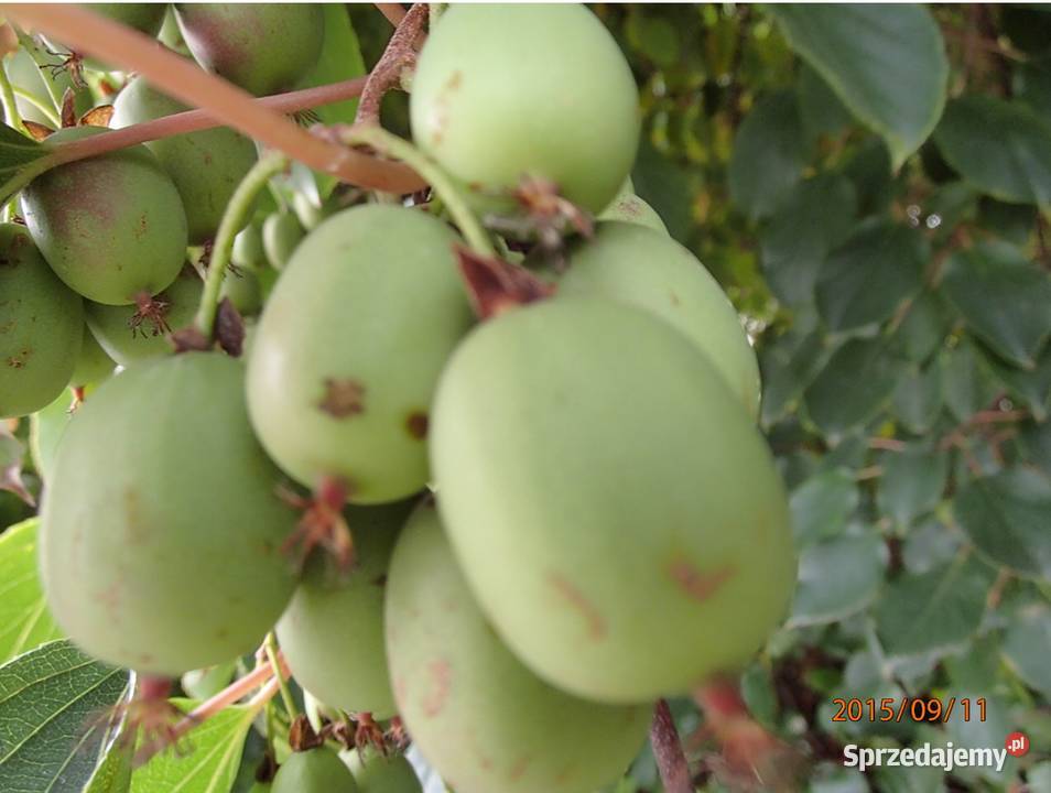 Kiwi Isai samopylne aktinidia ostrolistna grunt łódzkie Łódź