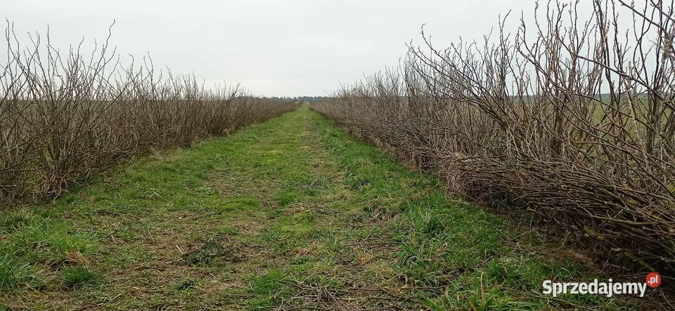 Podcinanie krzewów porzeczki agrest itp Pozostałe Fajsławice